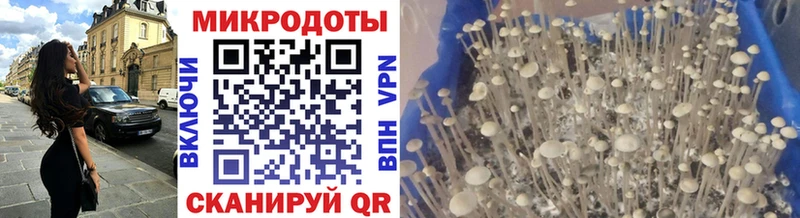 Купить закладки  Избербаш  Псилоцибиновые грибы Psilocybe 